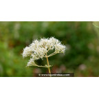 EUPATORIUM maculatum 'Album'