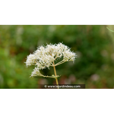 EUPATORIUM maculatum \'Album\'
