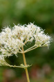 EUPATORIUM maculatum 'Album'