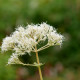 EUPATORIUM maculatum 'Album'