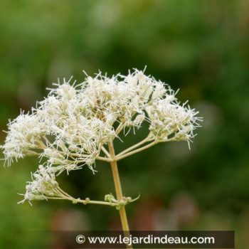 EUPATORIUM maculatum &#039;Album&#039;