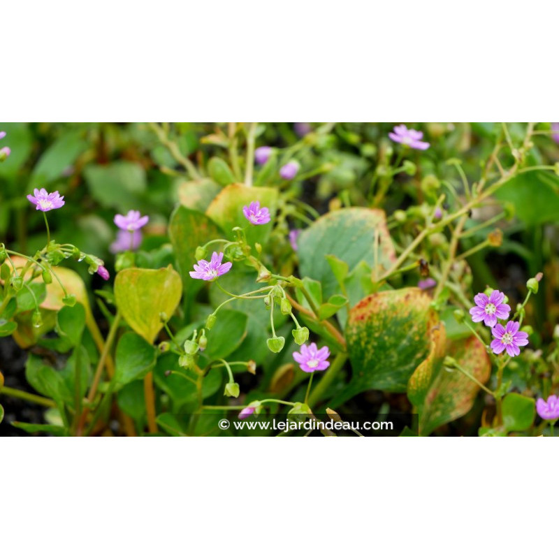 CLAYTONIA sibirica