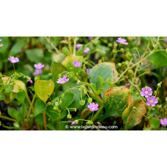 CLAYTONIA sibirica