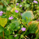 CLAYTONIA sibirica