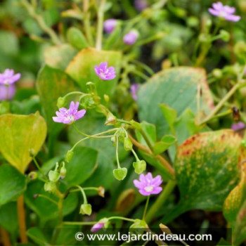 CLAYTONIA sibirica