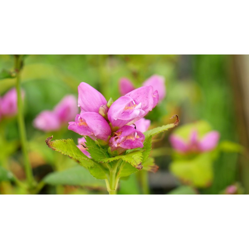 CHELONE obliqua