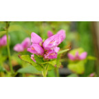 CHELONE obliqua
