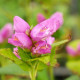 CHELONE obliqua