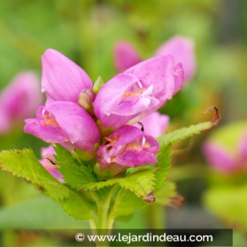 CHELONE obliqua