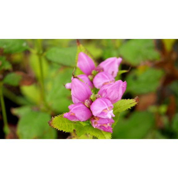 CHELONE obliqua