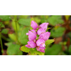 CHELONE obliqua