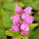 CHELONE obliqua