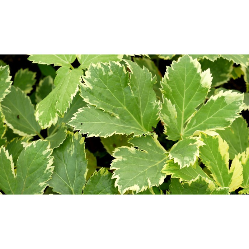 PEUCEDANUM ostruthium 'Daphnis'