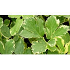 PEUCEDANUM ostruthium 'Daphnis'