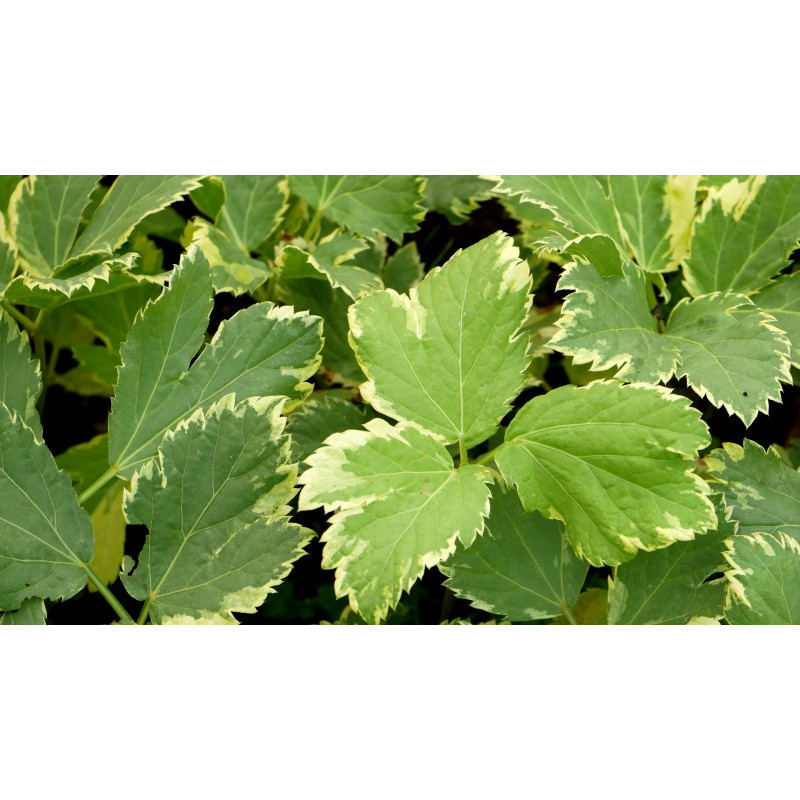 PEUCEDANUM ostruthium 'Daphnis'