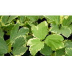 PEUCEDANUM ostruthium 'Daphnis'