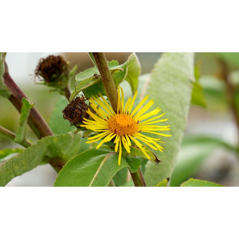 INULA magnifica