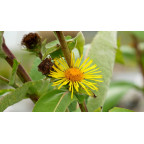 INULA magnifica