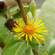 INULA magnifica