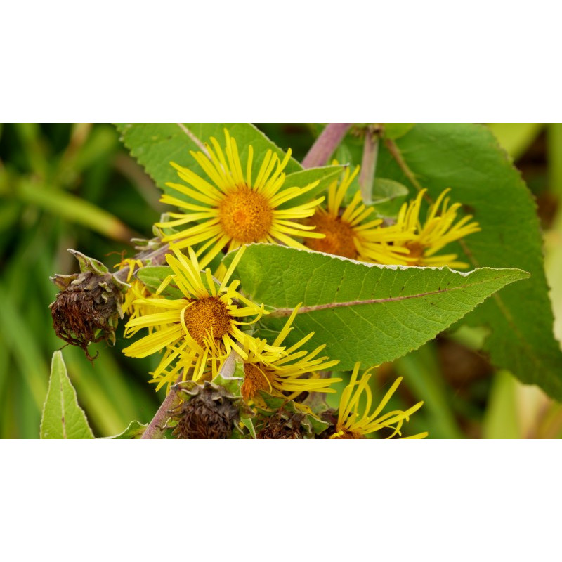 INULA magnifica
