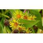 INULA magnifica