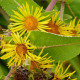 INULA magnifica