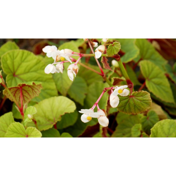 BEGONIA grandis subsp. evensiana var. alba