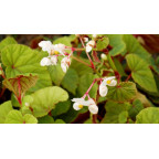 BEGONIA grandis subsp. evensiana var. alba