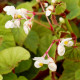 BEGONIA grandis subsp. evensiana var. alba
