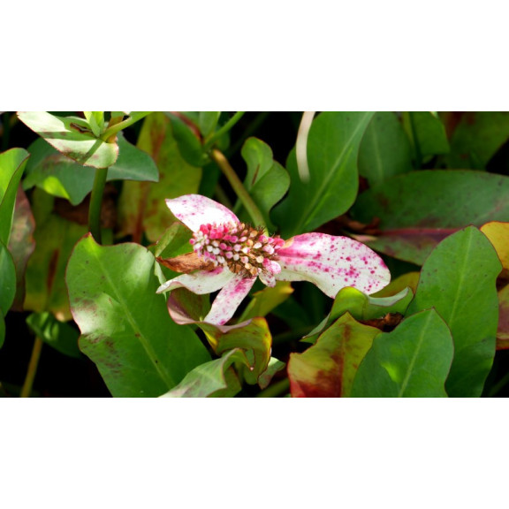 ANEMOPSIS californica