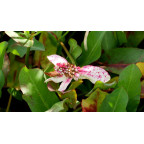 ANEMOPSIS californica