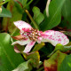 ANEMOPSIS californica