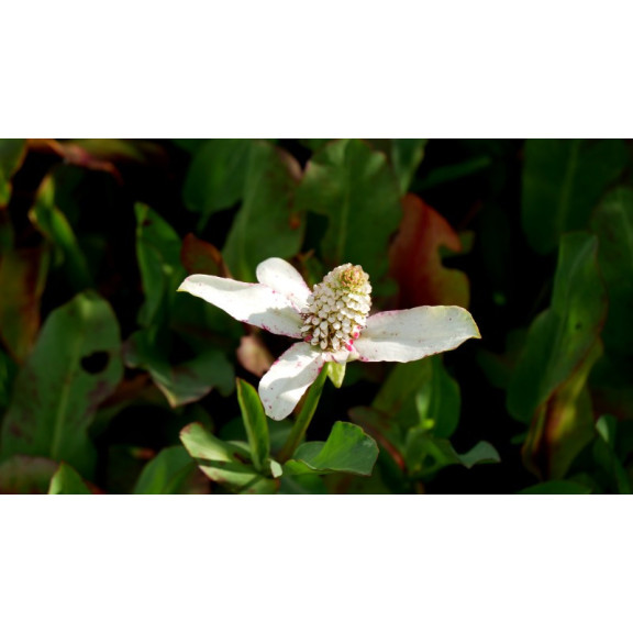 ANEMOPSIS californica