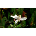 ANEMOPSIS californica