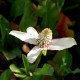 ANEMOPSIS californica