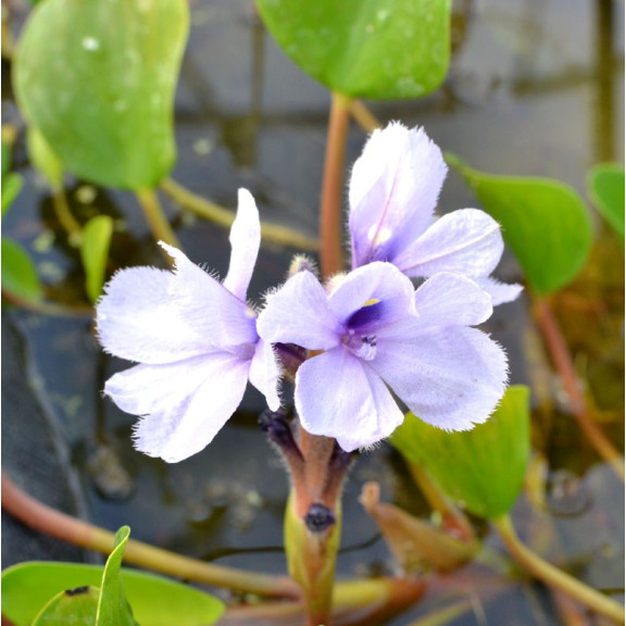 EICHHORNIA azurea