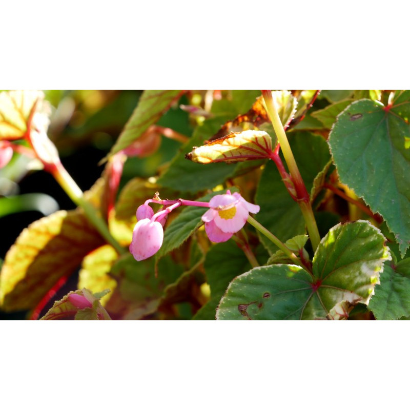 BEGONIA grandis evansiana