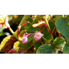 BEGONIA grandis evansiana