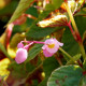 BEGONIA grandis evansiana