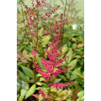 ASTILBE x arendsii 'William Reeves'