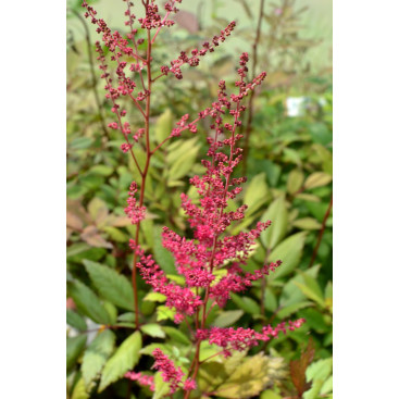 ASTILBE x arendsii \'William Reeves\'