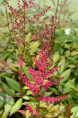 ASTILBE x arendsii 'William Reeves'