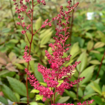 ASTILBE x arendsii &#039;William Reeves&#039;