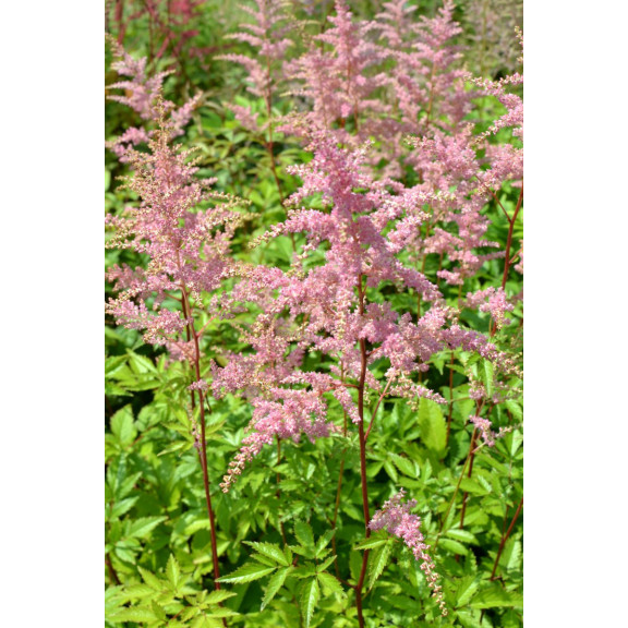 ASTILBE x arendsii 'Bressingham Beauty'