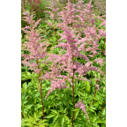 ASTILBE x arendsii 'Bressingham Beauty'