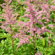 ASTILBE x arendsii 'Bressingham Beauty'