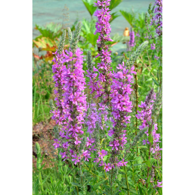 LYTHRUM virgatum 'Rose Queen'