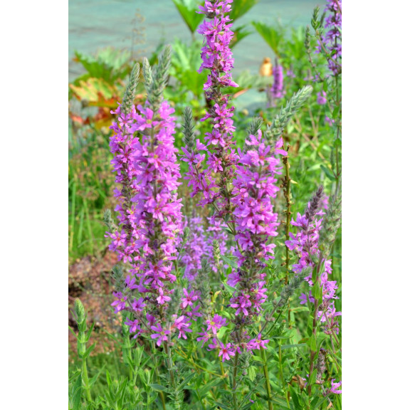 LYTHRUM virgatum 'Rose Queen'