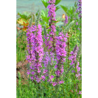 LYTHRUM virgatum 'Rose Queen'