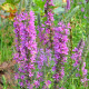 LYTHRUM virgatum 'Rose Queen'